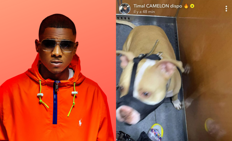  Timal condamné à 6000 € d’amende pour maltraitance animale